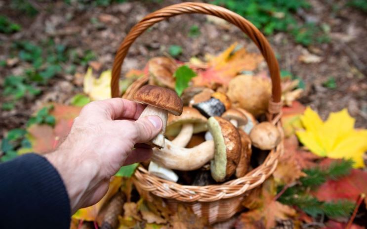 Mutuelle Mieux-Etre vous donne ses conseils sur la cueillette des champignons